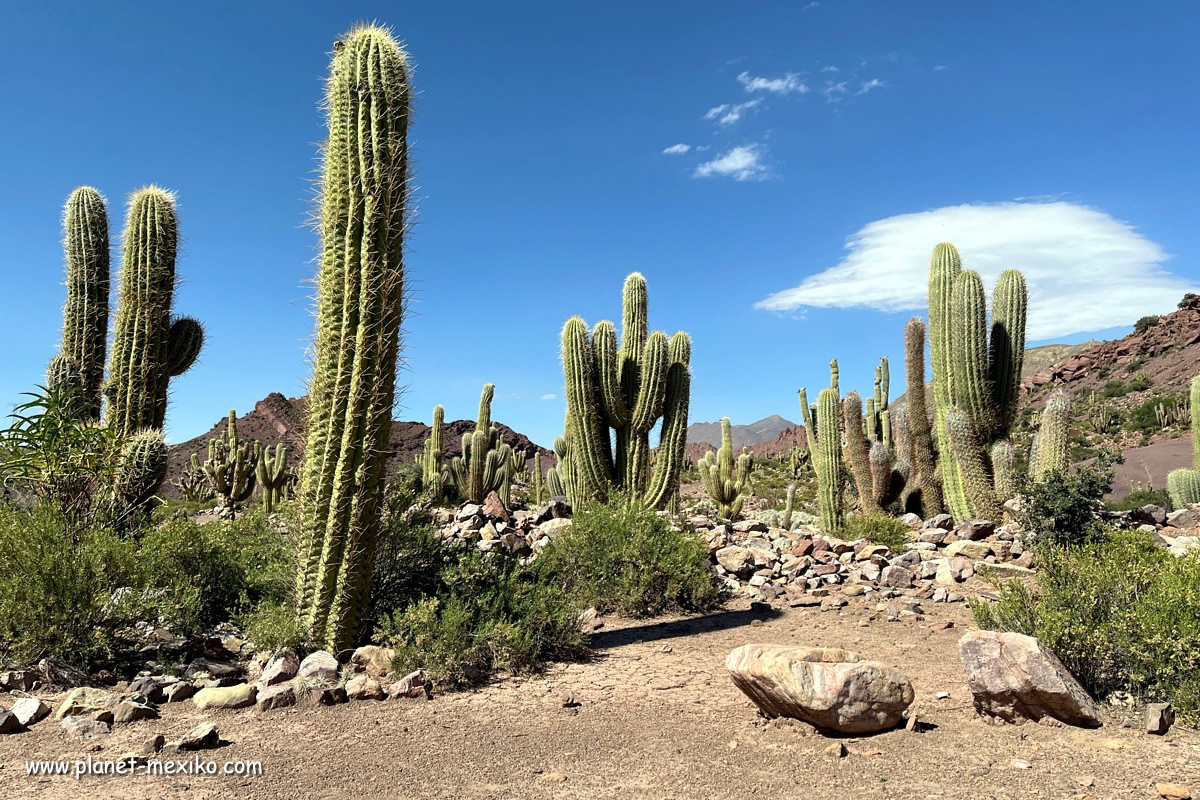 Wüste und Kaktus auf der Rundreise auf der Baja California