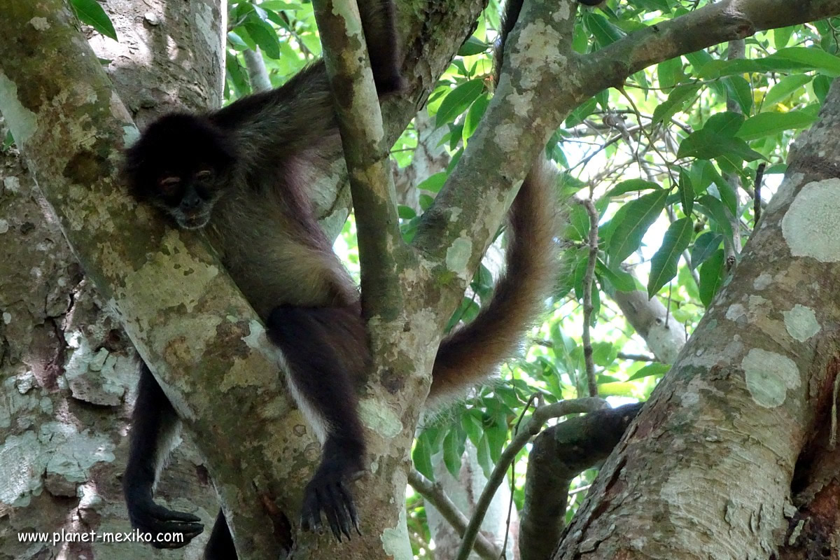 Affe im Biosphärenreservat von Calakmul