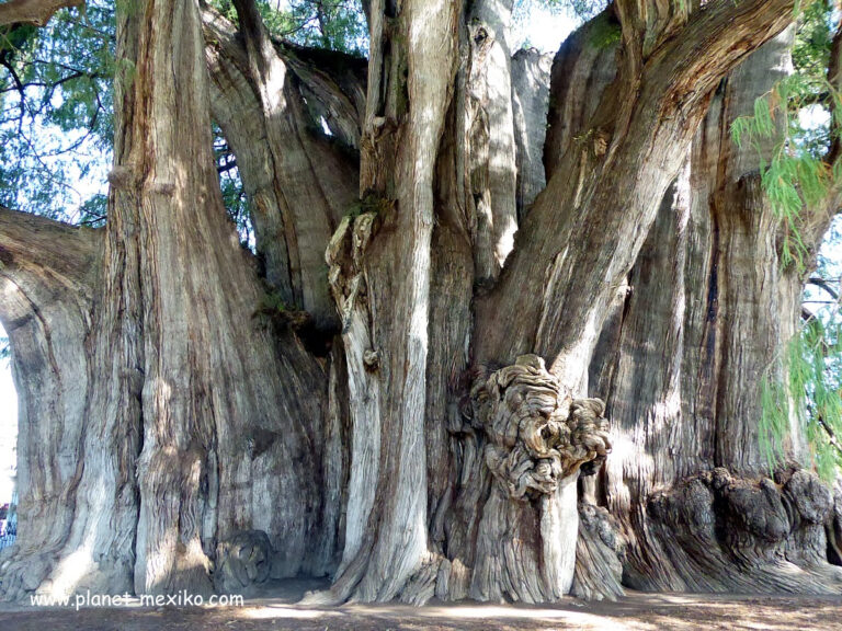 Árbol del Tule, der grösste Baum der Welt Mexiko