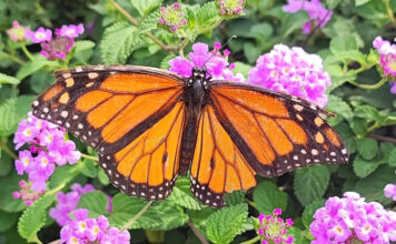 Monarch Schmetterling in Michoacán in Mexiko