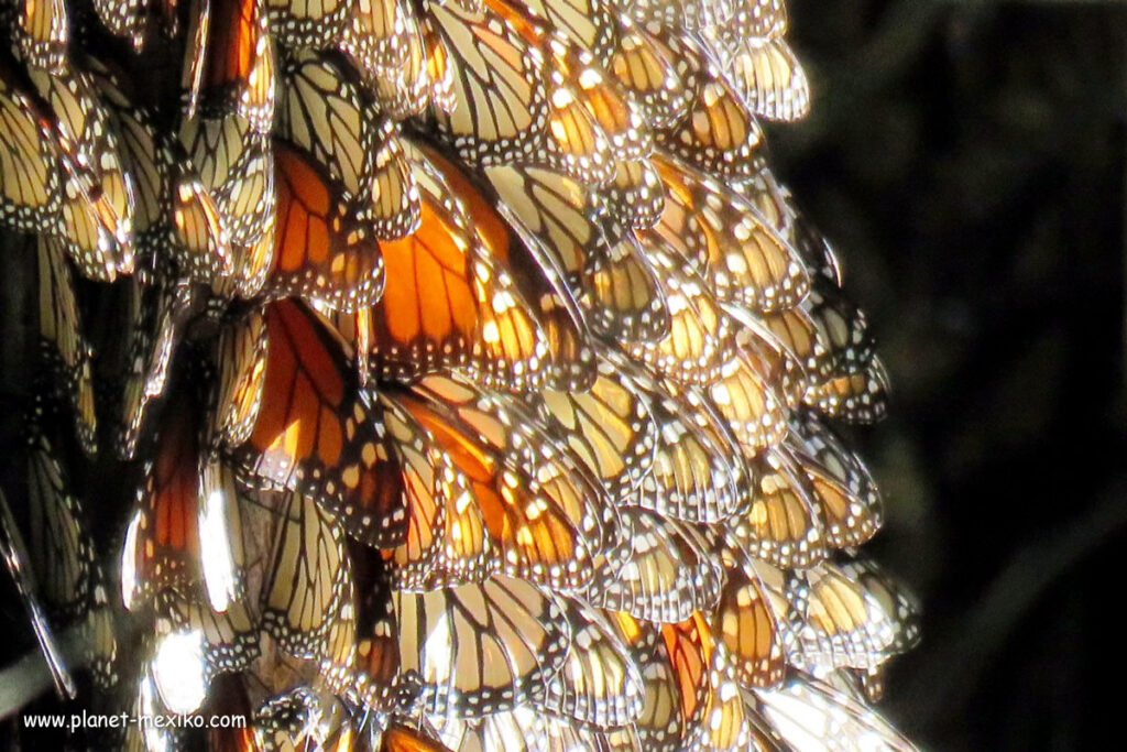 Michoacan Monarch Schmetterlinge Naturphanomen Planet Mexiko