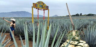 Sierra Tequila mit Ageven für die Tequila-Produktion