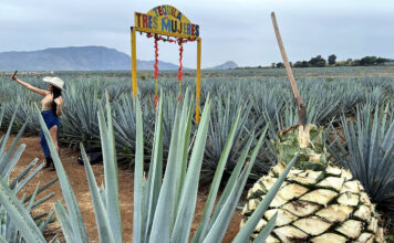 Sierra Tequila mit Ageven für die Tequila-Produktion